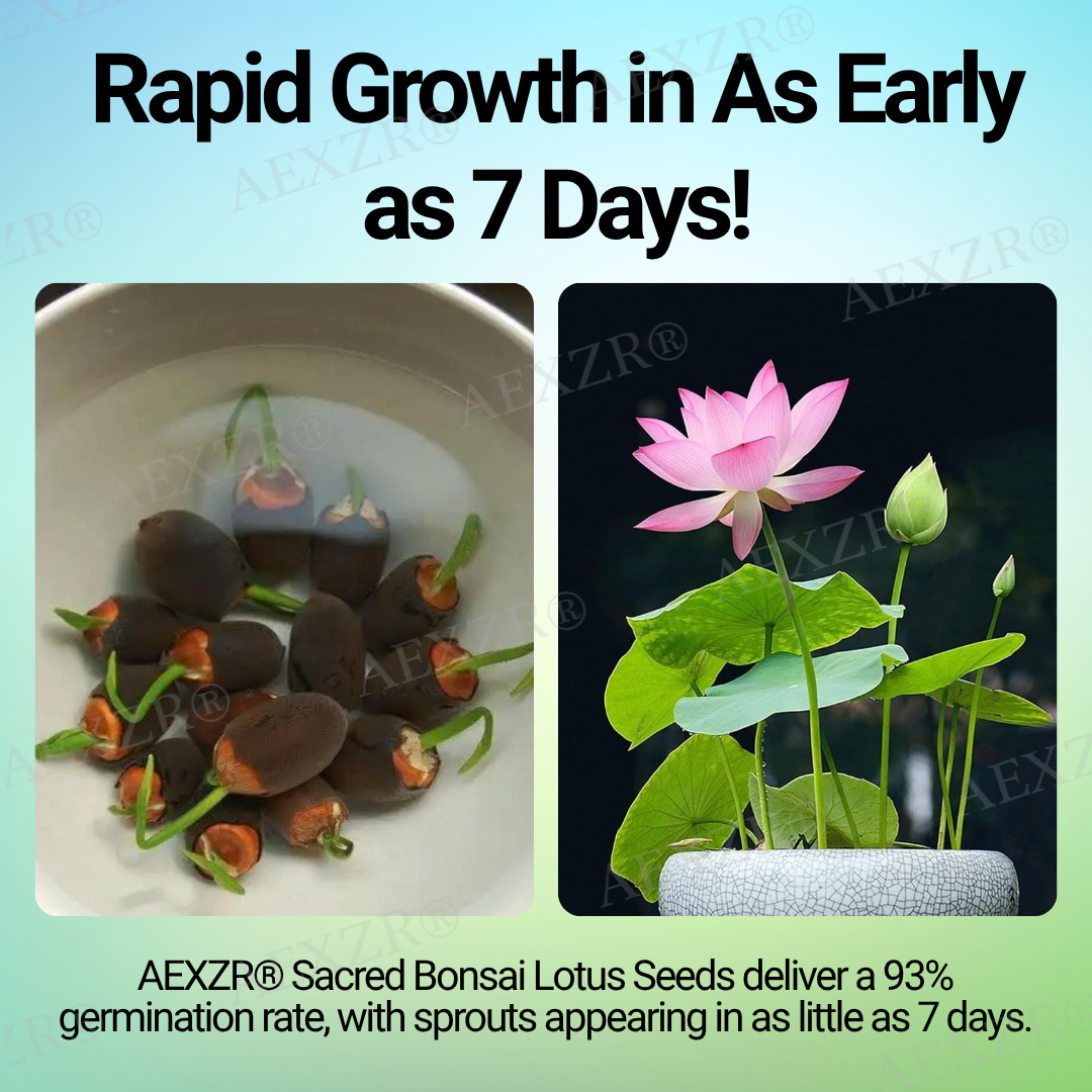 🌟 Official Store |Few Stocks Left🔥Hot Sale - 50% OFF🌿AEXZR® Sacred Bonsai Lotus Seeds