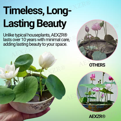 🌟 Official Store |Few Stocks Left🔥Hot Sale - 50% OFF🌿AEXZR® Sacred Bonsai Lotus Seeds